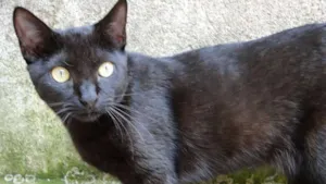 Gato raça SRD idade 2 a 6 meses nome Lia
