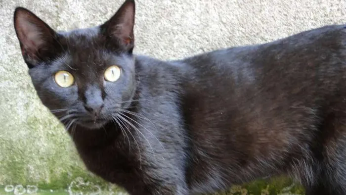 Gato ra a SRD idade 2 a 6 meses nome Lia