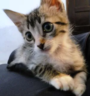 Gato raça SRD idade 2 a 6 meses nome Lila