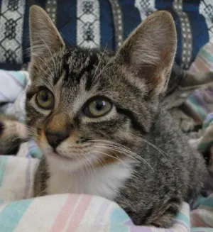 Gato raça SRD idade 2 a 6 meses nome Luvinhas