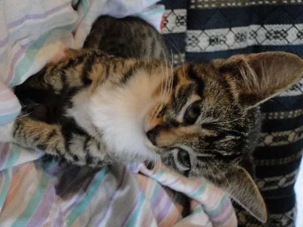Gato ra a SRD idade 2 a 6 meses nome Luvinhas