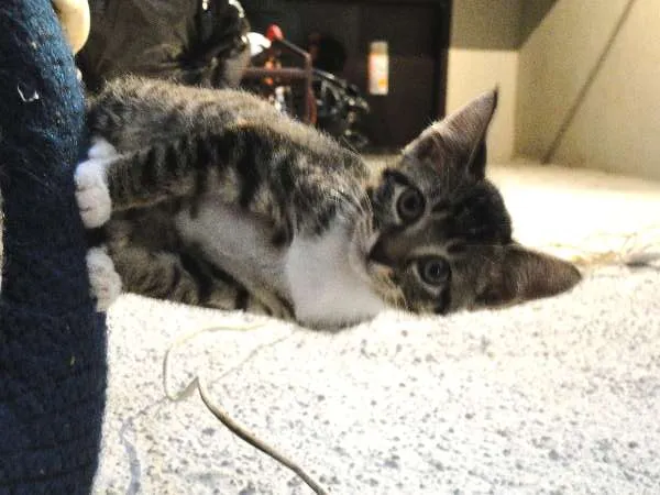 Gato ra a SRD idade 2 a 6 meses nome Luvinhas