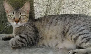 Gato raça SRd idade 1 ano nome Mary