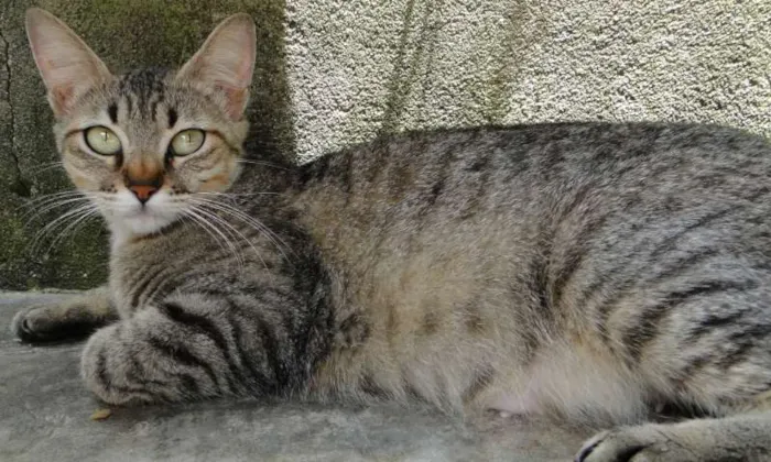 Gato ra a SRd idade 1 ano nome Mary