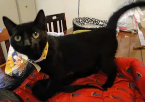 Gato raça SRD idade 2 a 6 meses nome Mike