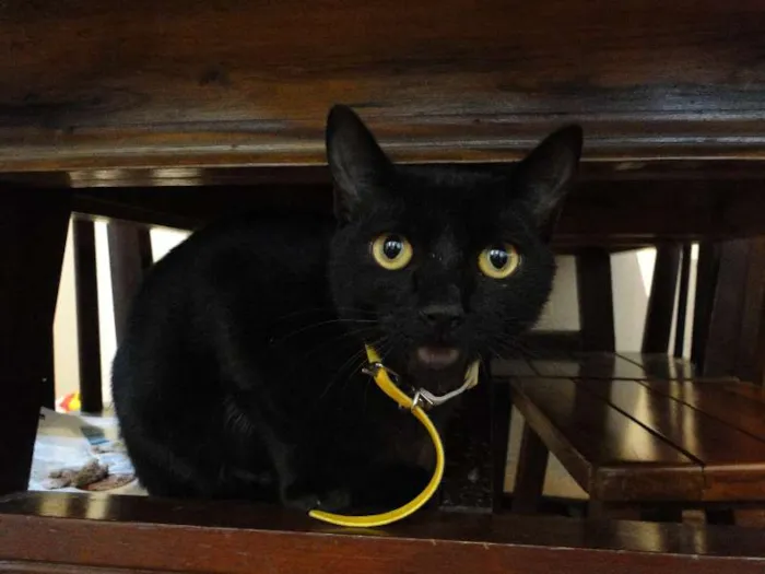 Gato ra a SRD idade 2 a 6 meses nome Mike