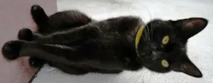 Gato raça SRD idade 1 ano nome Mimi