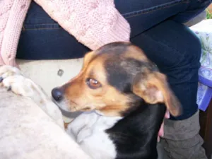 Cachorro raça Fox Paulistinha idade 6 ou mais anos nome Brenda