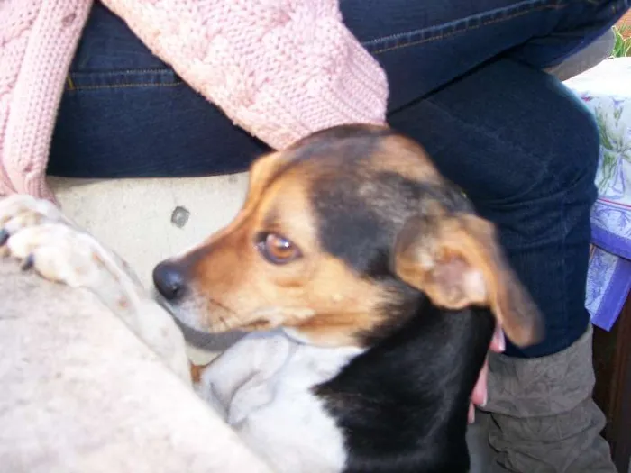 Cachorro ra a Fox Paulistinha idade 6 ou mais anos nome Brenda