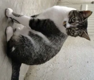 Gato raça SRD idade 7 a 11 meses nome Sonekinha
