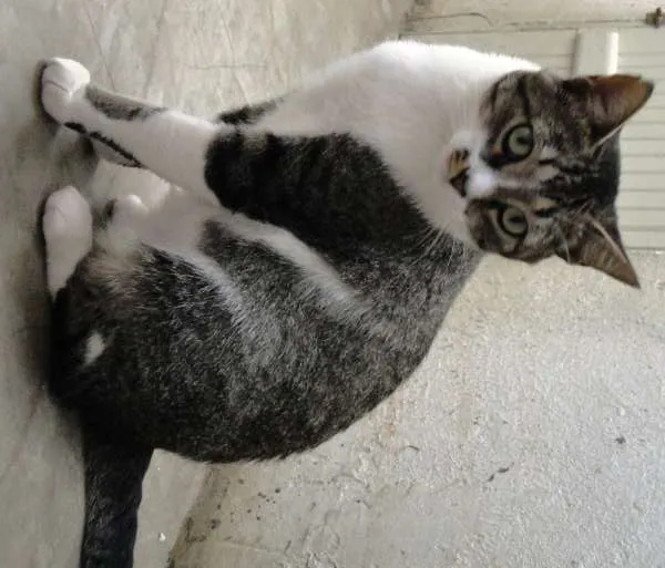 Gato ra a SRD idade 7 a 11 meses nome Sonekinha