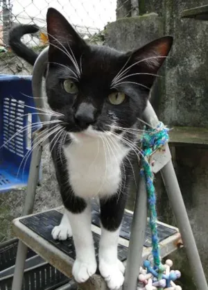 Gato raça SRD idade 2 a 6 meses nome Téo