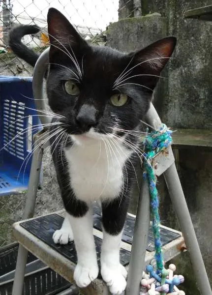 Gato ra a SRD idade 2 a 6 meses nome Téo