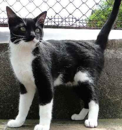 Gato ra a SRD idade 2 a 6 meses nome Téo