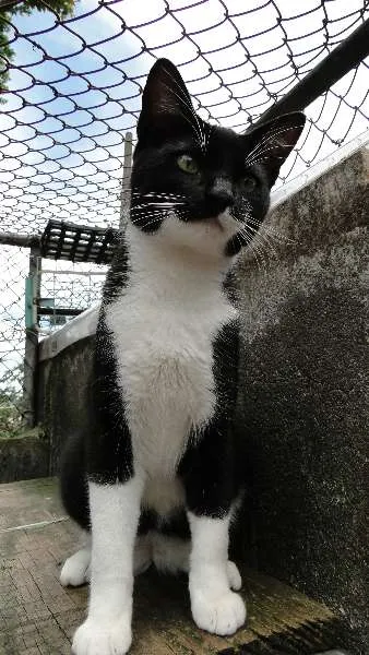 Gato ra a SRD idade 2 a 6 meses nome Téo