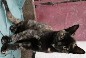 Gato raça SRD idade 2 a 6 meses nome Tina