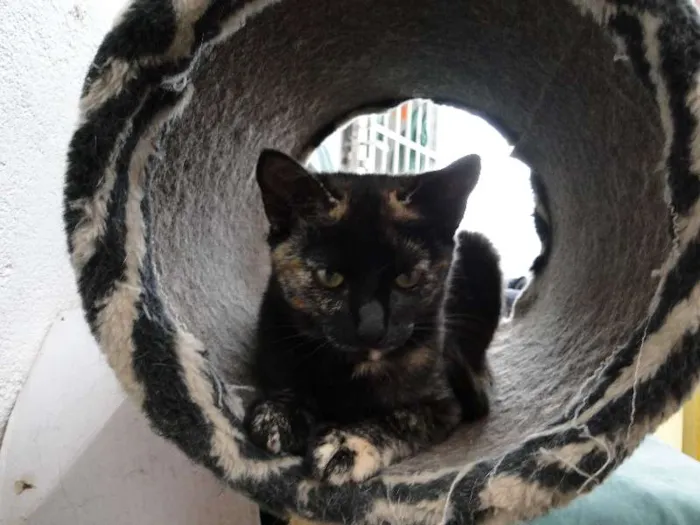 Gato ra a SRD idade 2 a 6 meses nome Tina