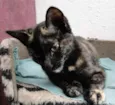 Tina