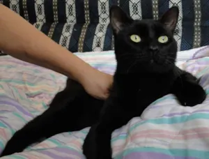 Gato raça SRD idade 7 a 11 meses nome Vitório