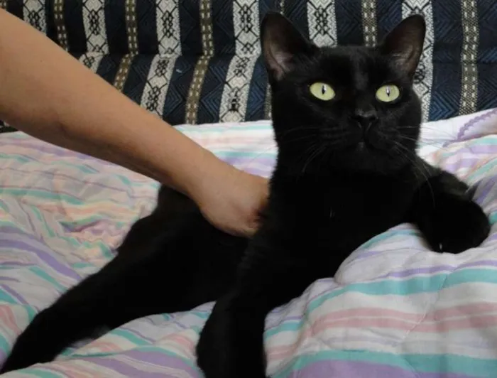 Gato ra a SRD idade 7 a 11 meses nome Vitório
