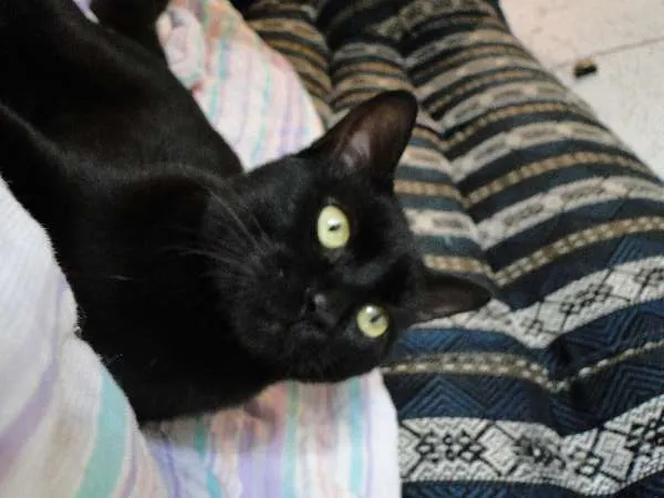 Gato ra a SRD idade 7 a 11 meses nome Vitório