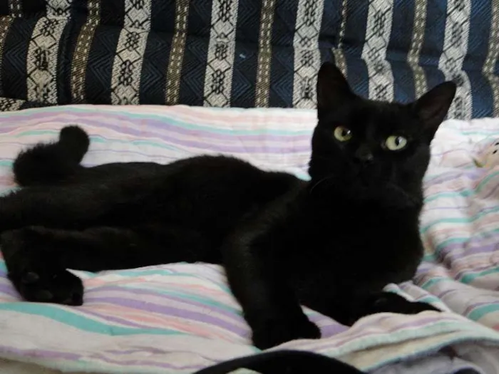Gato ra a SRD idade 7 a 11 meses nome Vitório