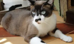 Gato raça Siamês (mestiço) idade 1 ano nome Cristal
