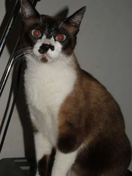 Gato ra a Siamês (mestiço) idade 1 ano nome Cristal