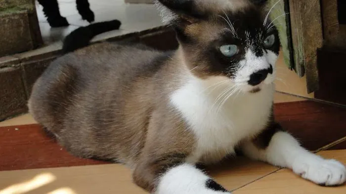 Gato ra a Siamês (mestiço) idade 1 ano nome Cristal