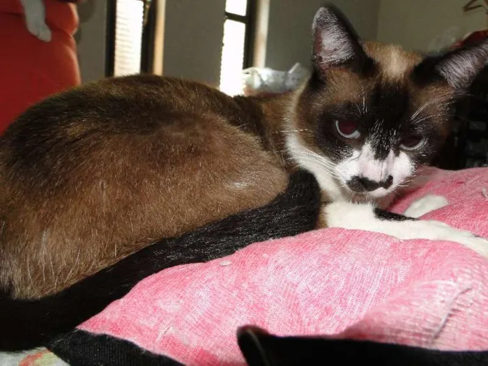Gato ra a Siamês (mestiço) idade 1 ano nome Cristal