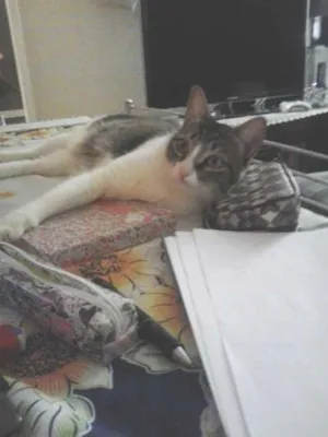 Gato raça SRD idade 1 ano nome Luna