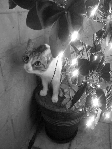 Gato ra a SRD idade 1 ano nome Luna