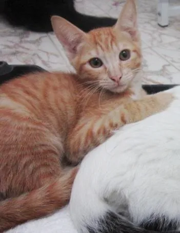 Gato ra a SRD idade 2 a 6 meses nome Quindim