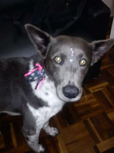 Cachorro ra a SRD idade 2 anos nome Cacau