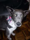 Cacau
