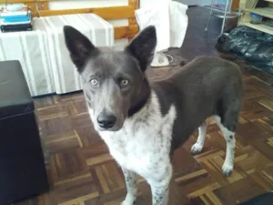 Cachorro raça SRD idade 2 anos nome Cacau