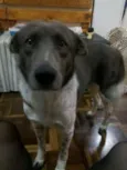 Cacau