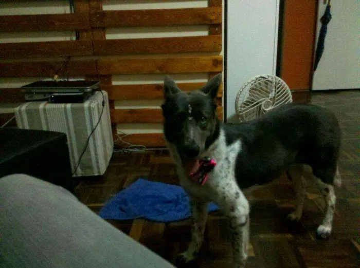 Cachorro ra a SRD idade 2 anos nome Cacau