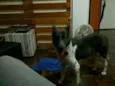Cacau