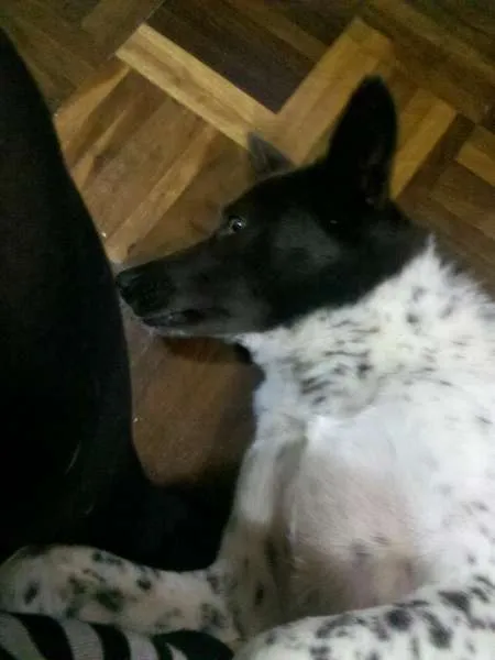 Cachorro ra a SRD idade 2 anos nome Cacau