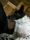 Cacau