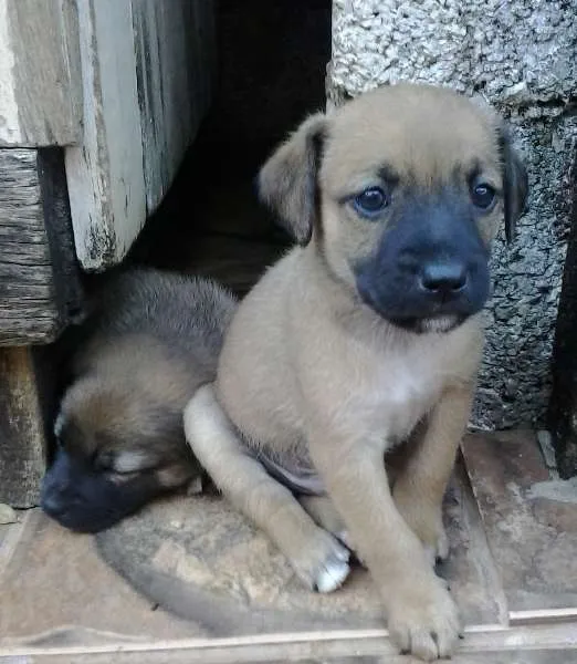 Cachorro raça SRD idade 2 a 6 meses nome ainda não possui nome