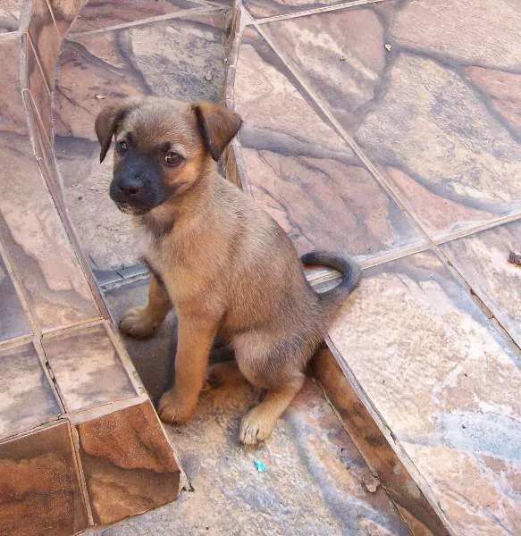 Cachorro raça SRD idade 2 a 6 meses nome ainda não possui nome