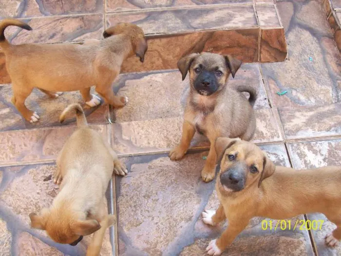Cachorro raça SRD idade 2 a 6 meses nome ainda não possui nome