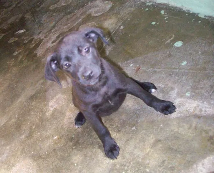 Cachorro raça SRD idade 2 a 6 meses nome ainda não possui nome