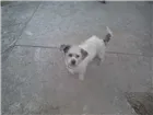 Cachorro raça MISTO idade 2 anos nome SEM  TETO