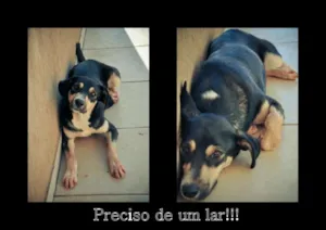 Cachorro raça vira lata idade 1 ano nome juli