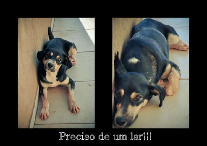 Cachorro ra a vira lata idade 1 ano nome juli
