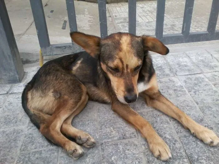 Cachorro ra a SRD idade 2 anos nome Chico