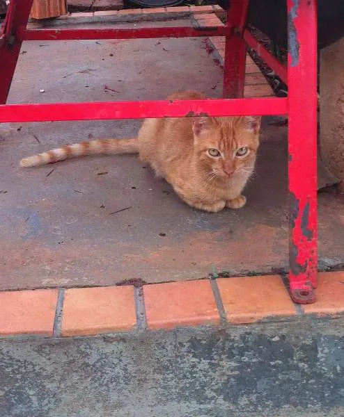 Gato ra a SRD idade 2 a 6 meses nome Amarelo